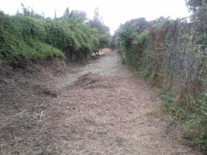 arroyos1