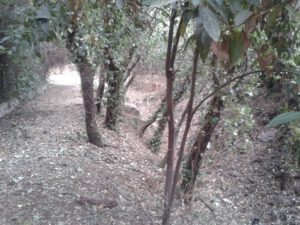 arroyos5
